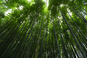 Image showing Bamboo Forest
