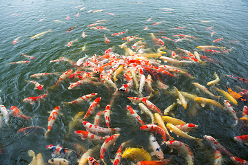 Image showing Swimming Koi fish