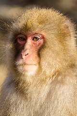 Image showing Monkey in jungle