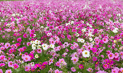 Image showing Cosmos flowers