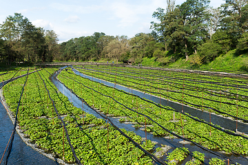 Image showing Wasabi farm