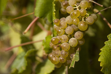 Image showing Green grapes