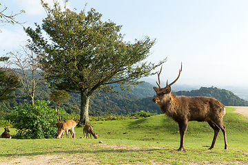 Image showing Deer on highland