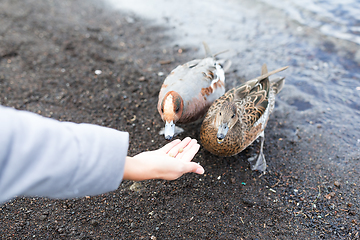 Image showing Woman feed duck