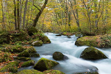 Image showing Oirase Gorge Stream in Autumn Red