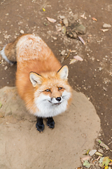 Image showing Fox seeking for food