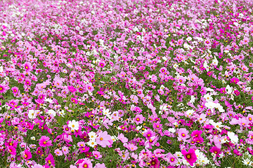 Image showing Cosmos flower