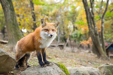 Image showing Fox standing outside