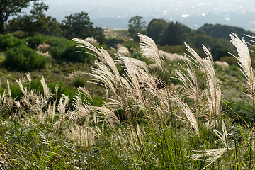 Image showing Long and tall grass slope in winter at Mount Wakakusa