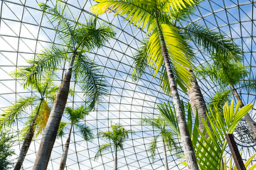 Image showing Green house with pine tree