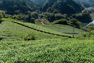 Image showing Tea plantation Cameron highland