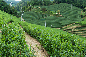 Image showing Fresh tea garden