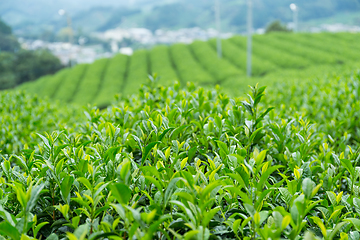 Image showing Tea plantation farm