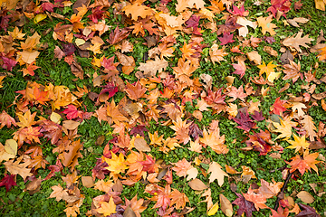 Image showing Maple leaves on green lawn