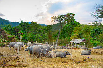 Image showing Herd of domestic buffalo Thailand