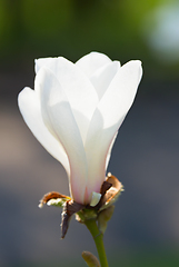 Image showing Sunny blossom magnolia tree flower