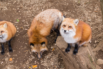 Image showing Cute fox