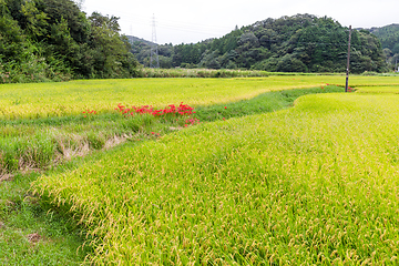 Image showing Rice field in forest