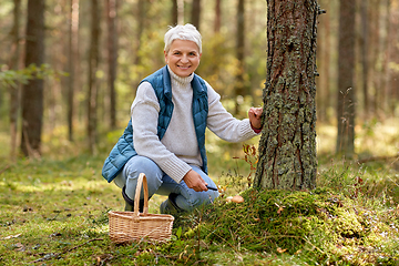 Image showing senior woman picking mushrooms in autumn forest