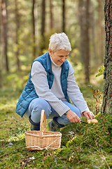 Image showing senior woman picking mushrooms in autumn forest