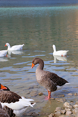 Image showing Cute geese on a lake