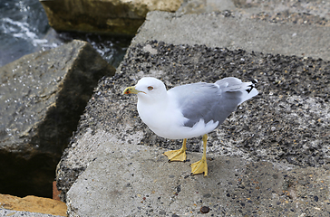 Image showing Seagull standing on the stone pier