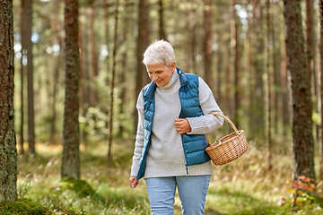 Image showing senior woman picking mushrooms in autumn forest