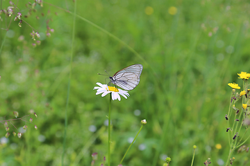 Image showing White butterfly sitting on a daisy flower