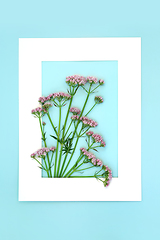 Image showing Valerian Herb Flower Background Frame