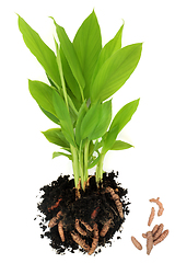 Image showing Turmeric Plant with Roots in Earth and Loose  