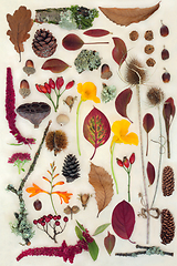Image showing Nature Study of Autumn Leaves Flowers and Berry Fruit 