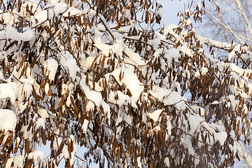 Image showing trees under snow