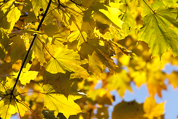 Image showing , foliage maple