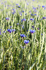 Image showing blue cornflowers