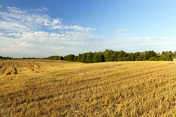 Image showing agricultural field