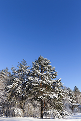 Image showing mixed forest