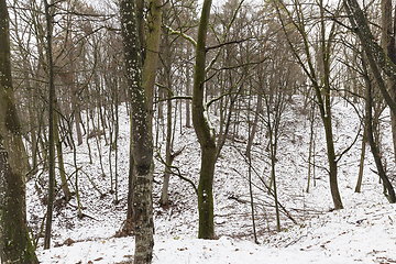 Image showing trees in the forest