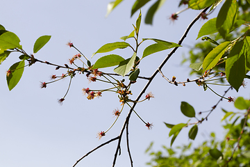 Image showing cherry tree