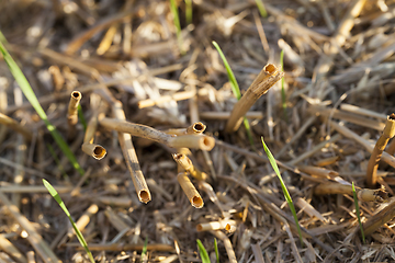 Image showing after harvesting