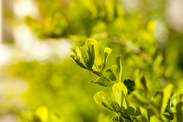 Image showing young foliage