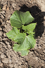 Image showing green foliage on cucumber