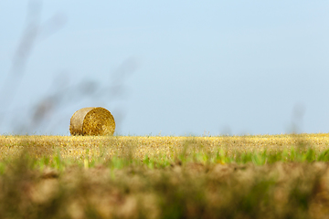 Image showing golden straw