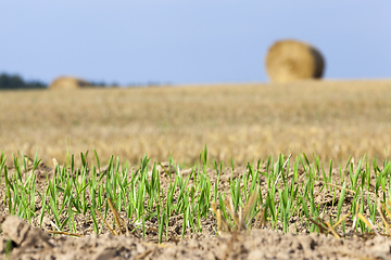 Image showing sprouts of wheat