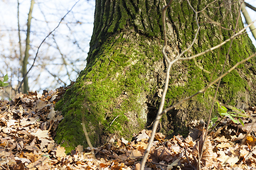 Image showing old tree