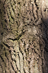 Image showing The bark