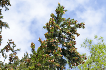 Image showing young tree spruce