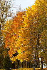 Image showing beautiful trees