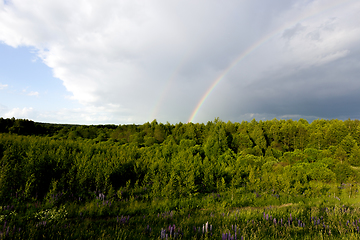 Image showing mixed forest