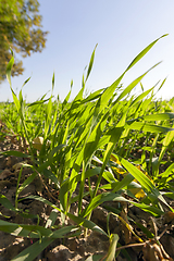 Image showing green grass