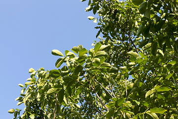 Image showing green walnut foliage